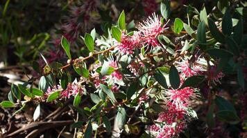 Hakeas in Australia common name as needle bush flowering native shrub in the extensive Proteaceae family, produces striking pink flowers. photo