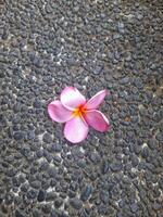 A vibrant pink frangipani flower lies on a dark textured stone pavement, creating a striking contrast between the soft petals and the rough background photo