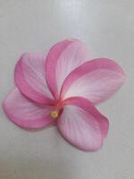 A beautiful pink and white flower with five soft petals arranged in a circular pattern, placed on a light gray surface, creating a clean and elegant composition. photo