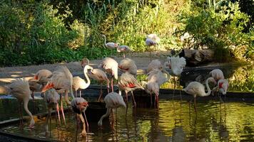Flock of pink flamingos wading in calm pond surrounded by lush greenery. The birds are drinking water and cleaning their feathers. photo