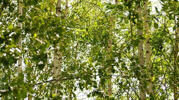 Blurred birch leaves. Sunlight filters through lush green birch leaves with soft bokeh effect. Fresh atmosphere of birch grove in spring or early summer, showcasing natures calm and leafy texture. photo
