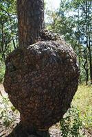 Close up huge wild Wasp's nest on big tree trunk photo