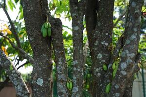 Close up natural green cucumber tree or Averrhoa Bilimbi photo