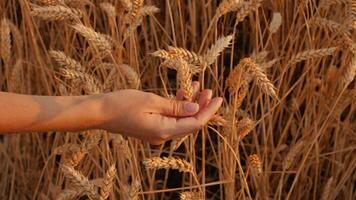 A hand reaches out to touch golden stalks of wheat in a lush field during a warm sunset. The sunlight highlights the ripening grains, creating a serene ambiance. video