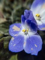 Saintpaulia violet flower close-up natural background, macro photo