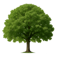 Lush green tree with wide canopy in full bloom on transparent background png