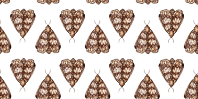 Gray-brown moth, with folded wings watercolor illustration. Insect Lepidoptera, isolated from the background. Pattern is ideal for textiles, wallpaper, wrapping paper. png