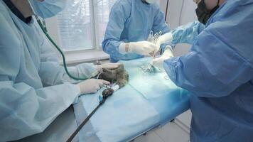 Pet on operating table under anesthesia video