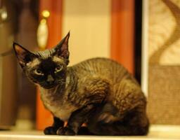 Curious Devon Rex cat with large ears sitting calmly on a modern kitchen floor. photo