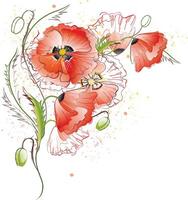 Greeting card with red gentle poppy flowers on white background vector