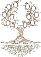 Linear graphic old big stale branchy tree with frames for family portraits vector