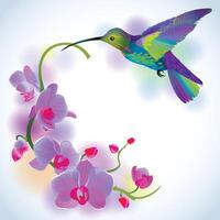 Rainbow humming-bird with violet orchids vector