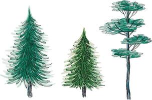 Illustrations of pine and evergreen trees vector