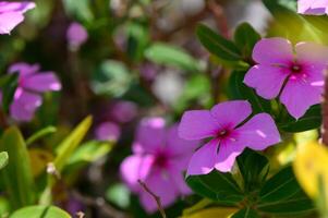 Bright pink Vinca Catharanthus roseus flower in full bloom with glossy green leaves in a Mediterranean-style garden. photo