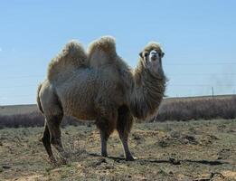 Single-humped camel standing in steppe photo