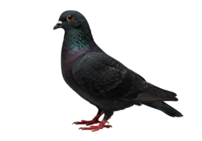 Pigeon Standing in Studio on Transparent Background with Iridescent Feathers png