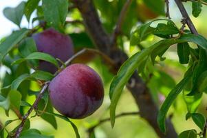 Purple plums ripening on tree branches under the sun in a Cyprus garden. photo