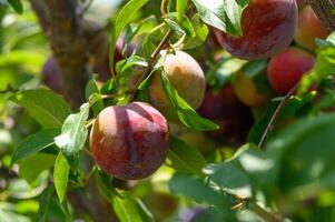Ripe plums hanging on a branch in a sunny Cypriot orchard. photo