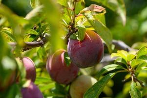 Fresh Plums Growing in a Sunlit Orchard in Cyprus photo