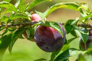 Purple plums ripening on tree branches under the sun in a Cyprus garden.1 photo