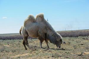 A single camel stands quietly in the wide, open steppe of southern Russia under a clear blue sky. photo