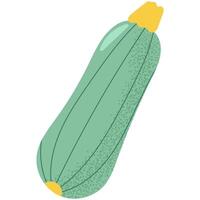 Simple flat style illustration of a green zucchini . Ideal for food projects, summer vegetables, healthy diet and organic farming concepts. vector