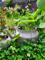 Unique garden with vintage teapot planter and vibrant flowers in bloom photo