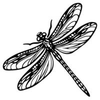 Intricate hand drawn dragonfly silhouette with detailed wings and delicate body on white background vector