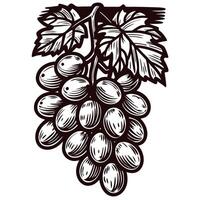 Engraved vintage illustration of grape cluster with detailed leaves and vine isolated on white background vector