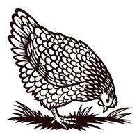 Engraved illustration of a hen foraging on grass isolated on white background vintage drawing vector