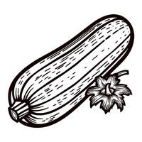 Vintage hand drawn illustration of whole zucchini squash with blossom in engraved vector