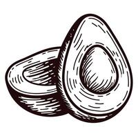 Hand drawn avocado half illustration with pit vintage engraved sketch fruit isolated on white background vector