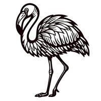 Hand drawn flamingo engraving isolated on white vintage stylized sketch illustration with detailed feather pattern vector