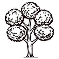 Hand drawn deciduous tree with leafy branches isolated on white background vintage engraved botanical illustration vector