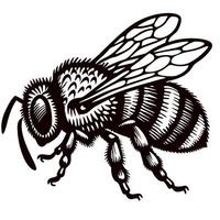 Detailed engraved illustration of a honey bee side view in vintage isolated on white background vector
