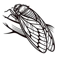 Engraved cicada insect illustration with open wings detailed black and white vintage etching drawing vector
