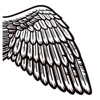 Detailed engraved angel wing illustration in vintage style, isolated on white background, intricate feather etching vector