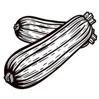 Vintage engraved zucchini illustration isolated on white background hand drawn vegetable sketch vector