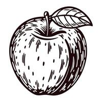 Hand drawn apple illustration with single leaf isolated on white background in vintage engraved vector
