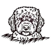 Hand drawn labradoodle dog head illustration with curly fur and friendly expression isolated on white background vector