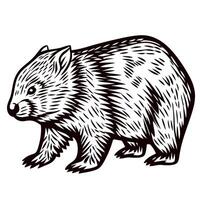 Hand drawn illustration of a wombat in vintage engraved etching isolated on white background vector
