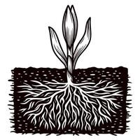 Botanical illustration of young plant sprout with detailed root system and seedling leaves in soil cross section vector