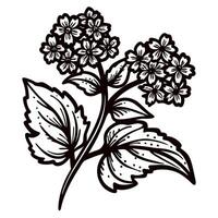 Hand drawn botanical illustration of blooming hydrangea branch with leaves and detailed flowers in vintage engraving vector
