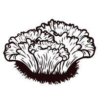 Black and white line drawing of a coral like lettuce vector