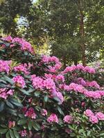 Vibrant pink rhododendrons bloom in a lush green garden during spring photo