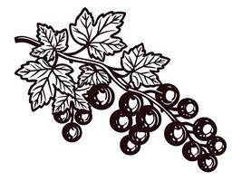 Hand drawn black currant branch with leaves and ripe berries isolated on white background illustration vector