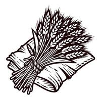 Hand drawn bundle of wheat ears tied together vintage engraved botanical illustration isolated on white background vector
