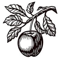 Detailed hand drawn illustration of apple fruit with leaves on branch isolated on white background, vintage engraving vector