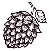 Hand drawn botanical illustration of hop cone with leaf isolated on white background in vintage engraved vector