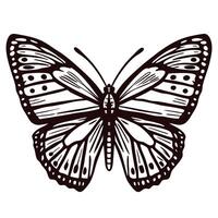 Intricate black and white butterfly detailed wing pattern vector